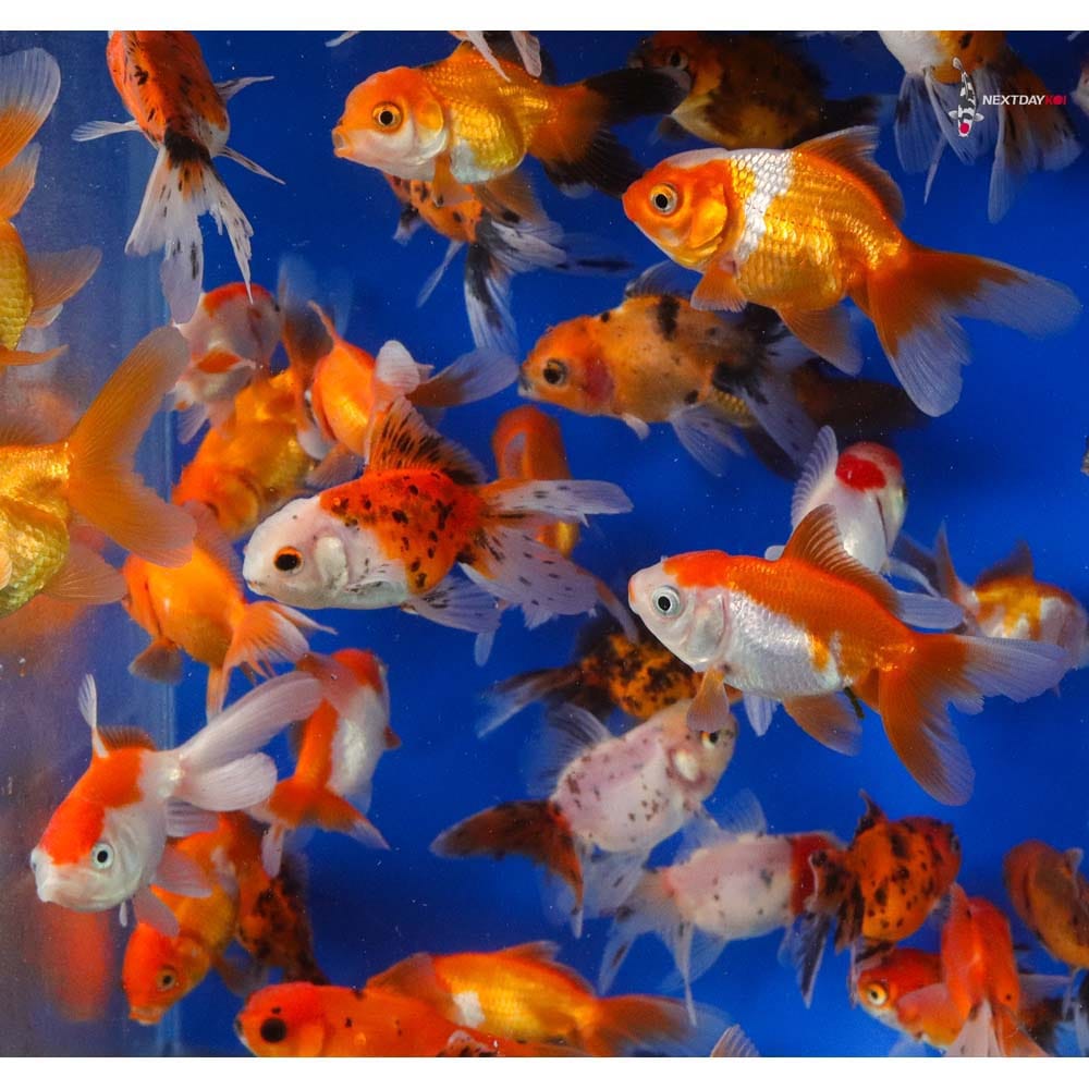 Fantail Mix Color Goldfish (Carassius auratus)