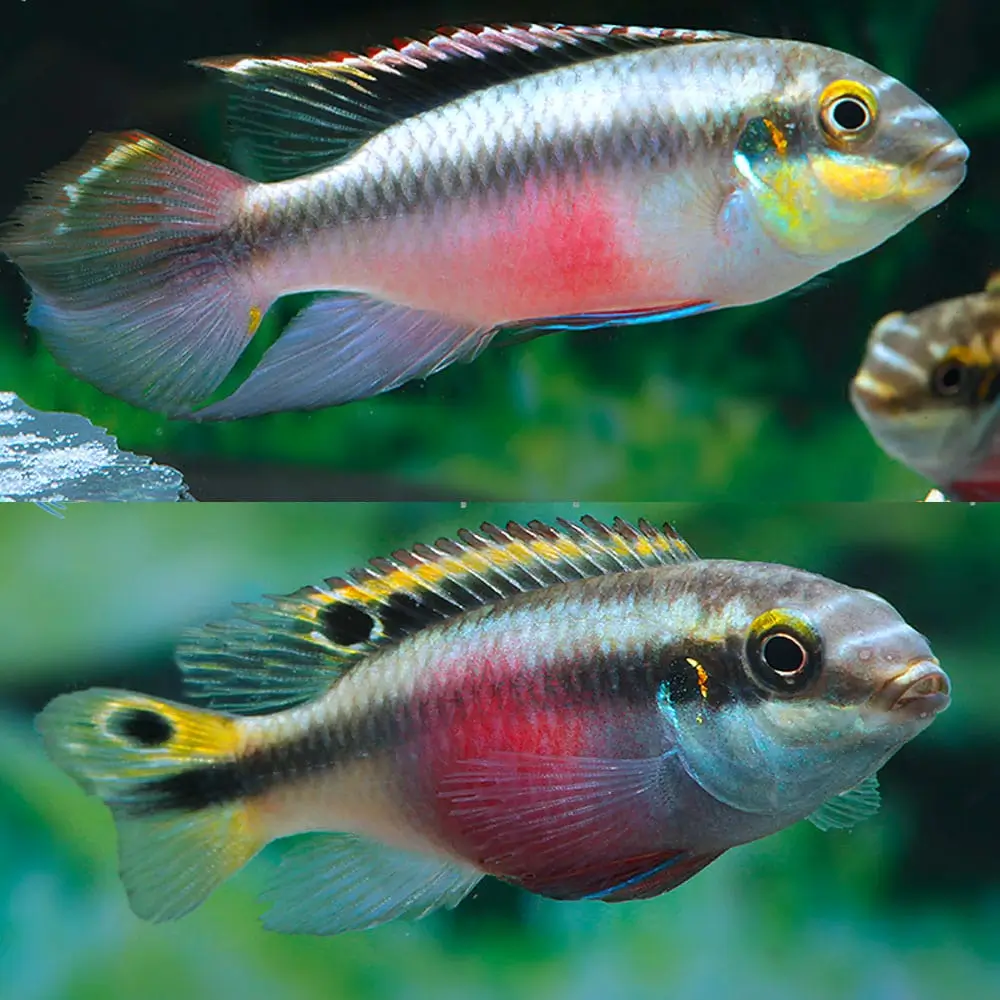 Keibensis ( Pelvicachromis pulcher )