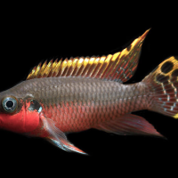 Other African Fish