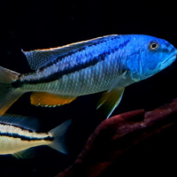 Malawi  Hawk ( Aristochromis christyi )