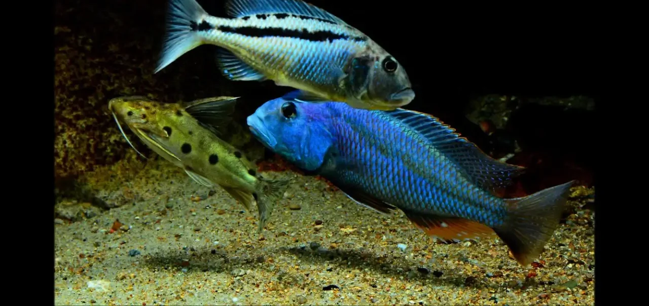 Malawi  Hawk ( Aristochromis christyi )
