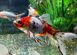 Shubunkin Goldfish ( CAR. AURATUS )