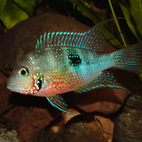 Ellioti Cichlid ( THORICHTHYS ELLIOTI ) 8cm+