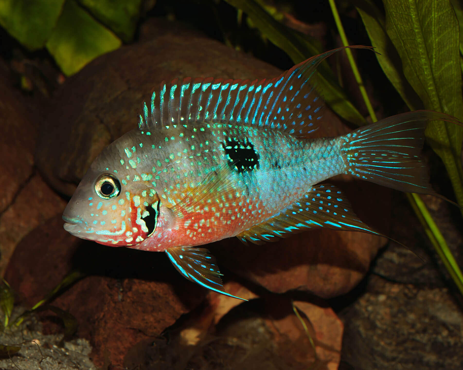 Ellioti Cichlid ( THORICHTHYS ELLIOTI ) 8cm+