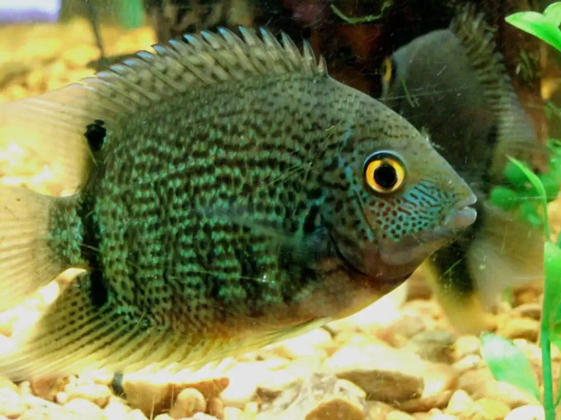 Green Severum 8cm+(Heros severus)