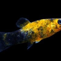 Gold Dust Tuxedo Molly (Poecilia sphenops)