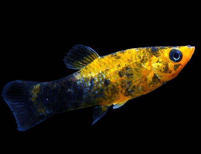 Gold Dust Tuxedo Molly (Poecilia sphenops)
