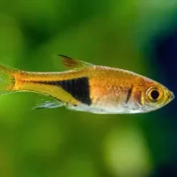 Harequin Rasbora ( Trigonostigma heteromorpha ) 2.5cm