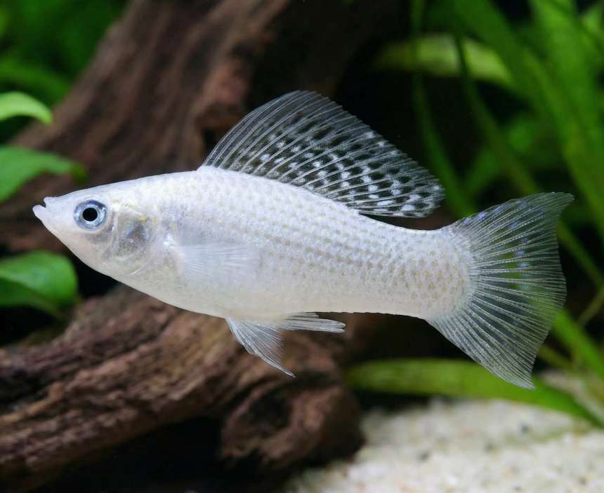Silver Sailfin Molly (Poecilia latipinna / Poecilia sphenops)