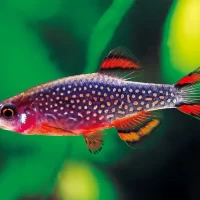 Celestial Pearl Danio,  ( DANIO MARGARITATUS )