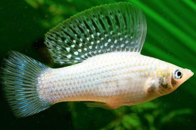 Sailfin Molly ( Poecilia Sphenops ) 2.5 to 3cm