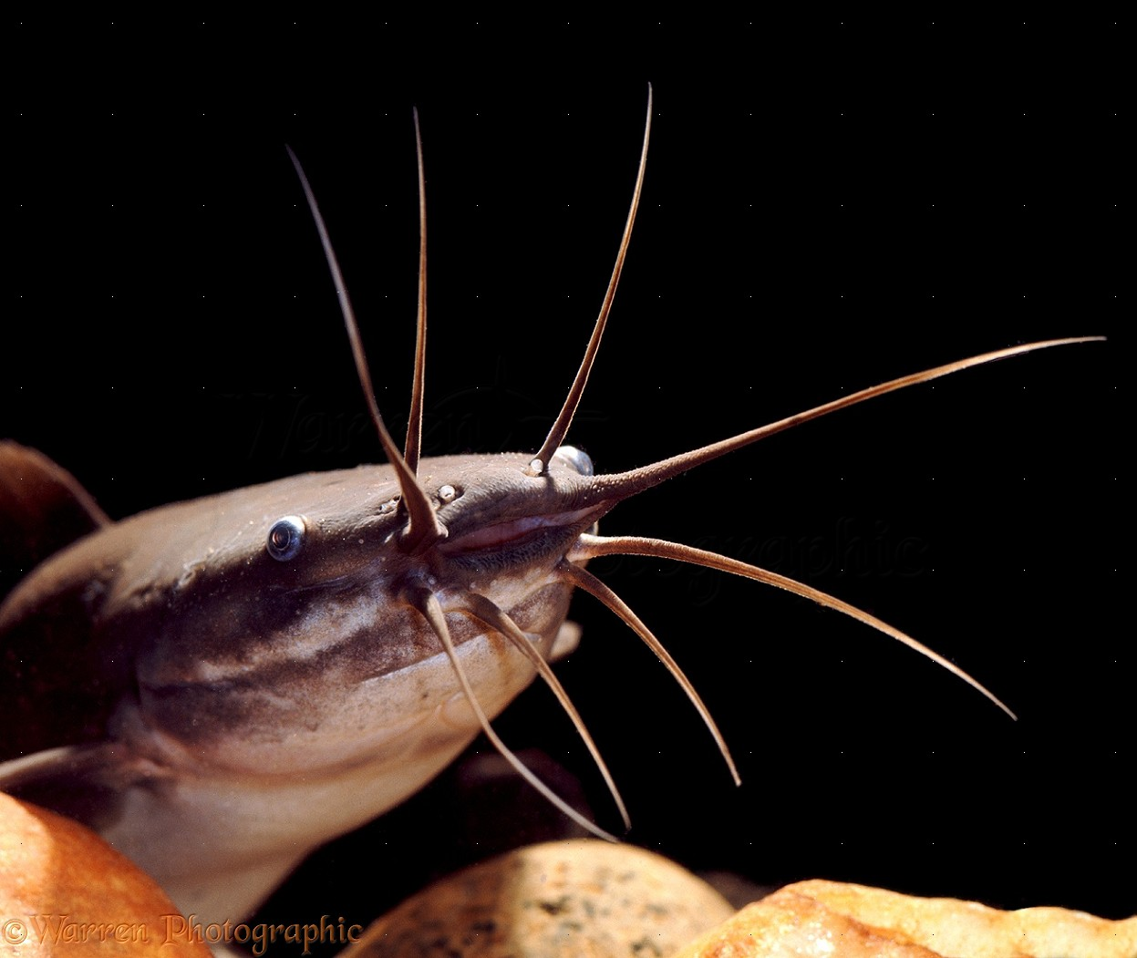 Walking Catfish ( Clarias - Black ) 4cm+