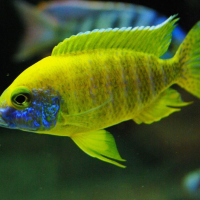 Aulonocara baenschi - Yellow Regal Peacock Cichlid
