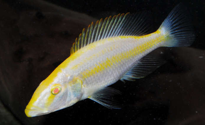 Malawi Eye Biter ( Albino ) 7.5cm