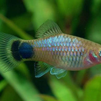 Blue Neon Platy (Xiphophorus maculatus)