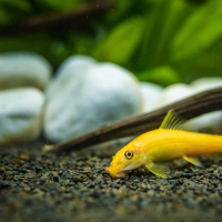 Golden Chinese Algae Eater (Gyrinocheilus aymonieri)