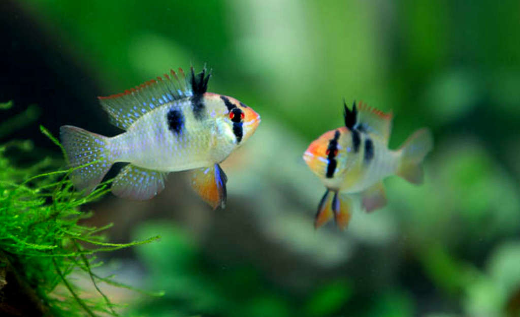 German Blue Ramirezi 3cm