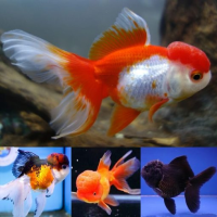 Jelly Head Orandas 10cm+