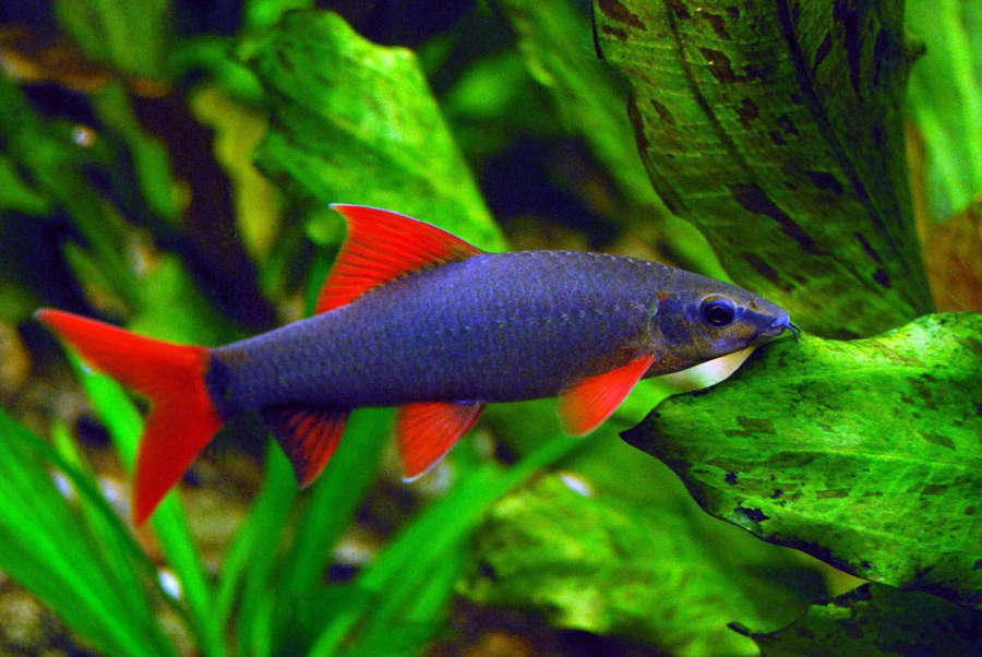 Rainbow Shark (Epalzeorhynchos frenatum)