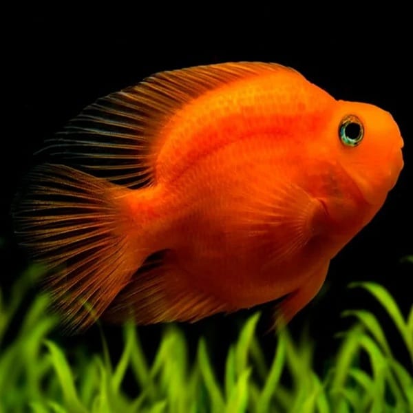 Blood Red Parrot Cichlid ( Medium )