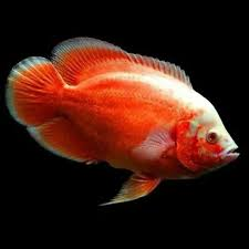 Chilli Red Oscar 8cm+