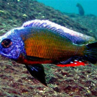 Taiwan Reef Cichlid (Protomelas sp. Steveni Taiwan)