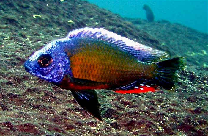 Taiwan Reef Cichlid (Protomelas sp. Steveni Taiwan)