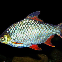 Tinfoil Barb
