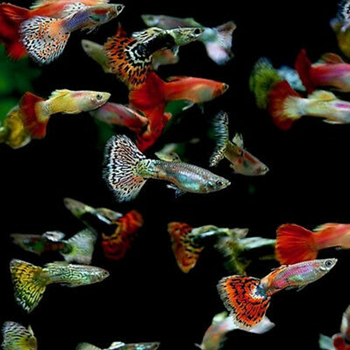 Guppy Male Assorted 3.5cm