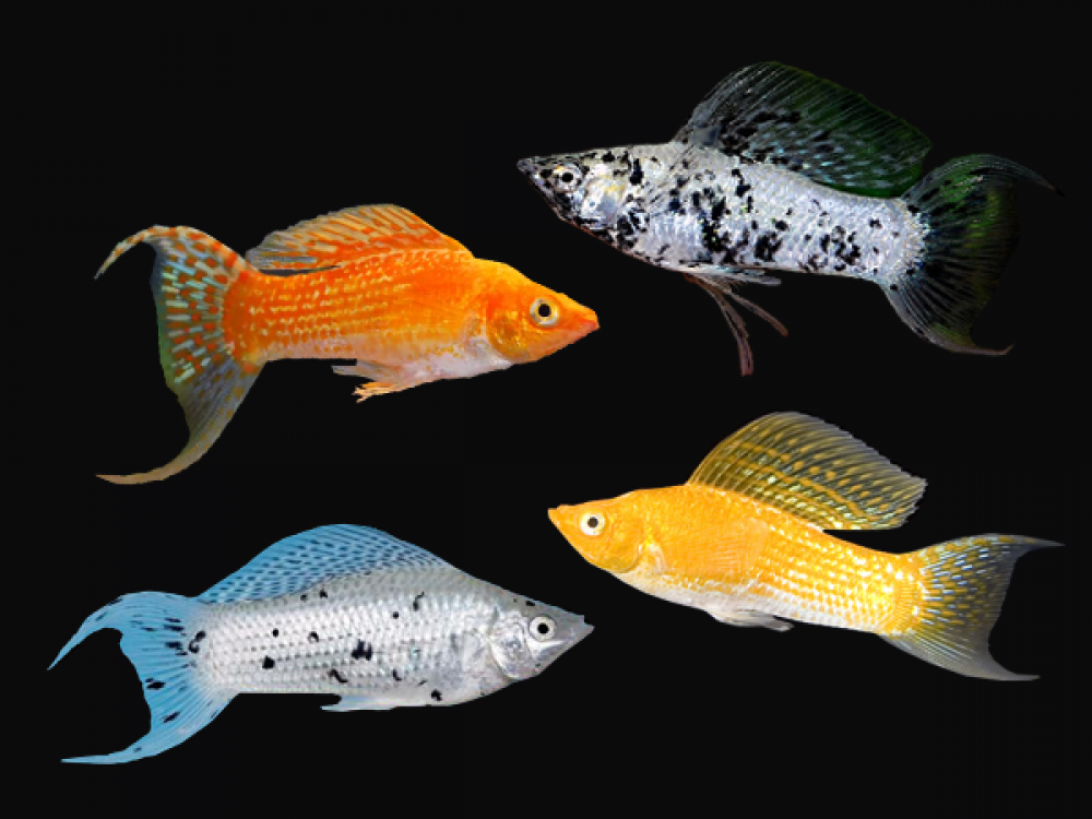 Assorted Molly Lyretail 4cm