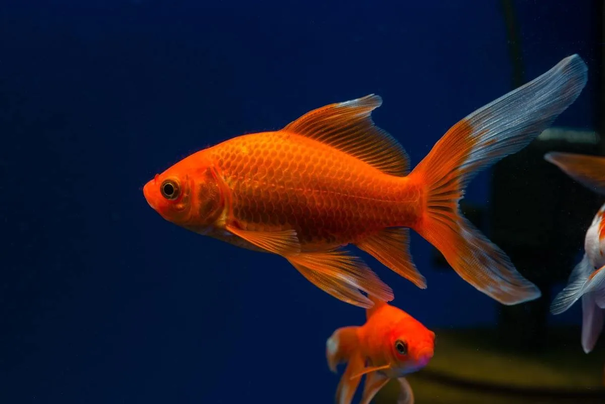 Comet Butterfly Goldfish 6.5cm