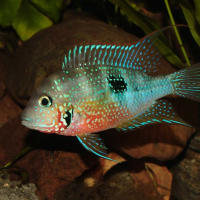 Ellioti Cichlid ( Thorichthys maculipinnis )
