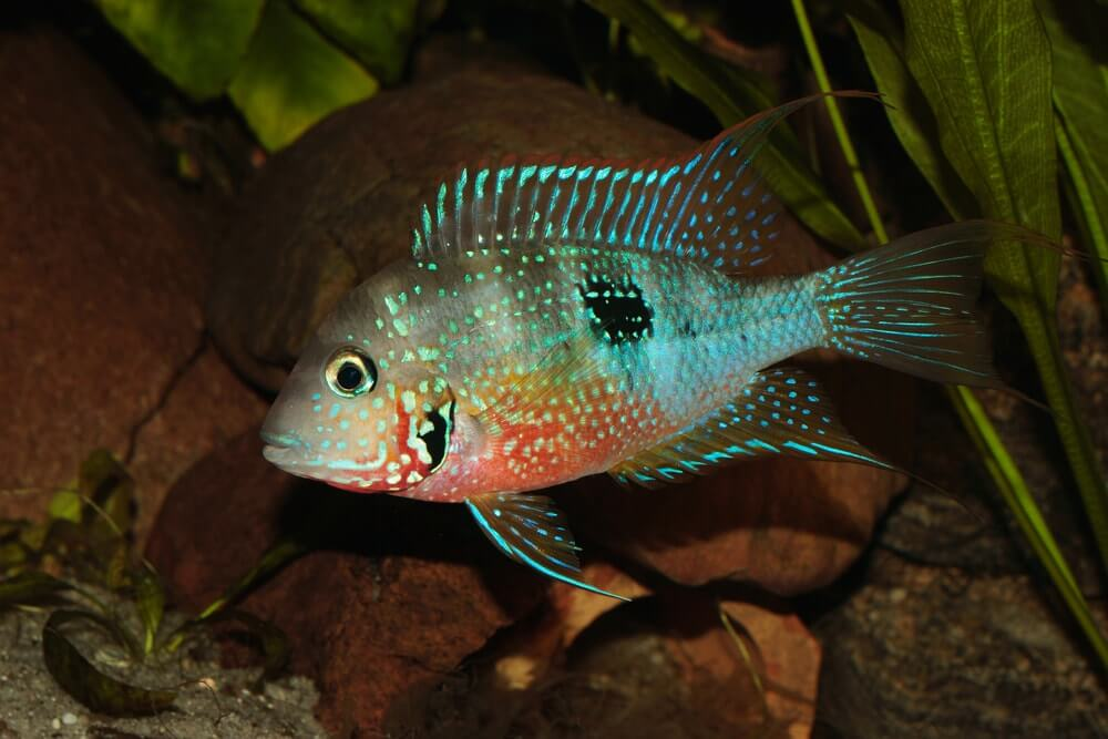 Ellioti Cichlid ( Thorichthys maculipinnis )