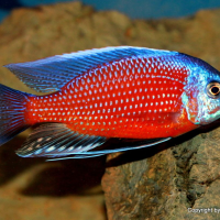 Red Fin Kadango ( Haplochromis Borleyi )