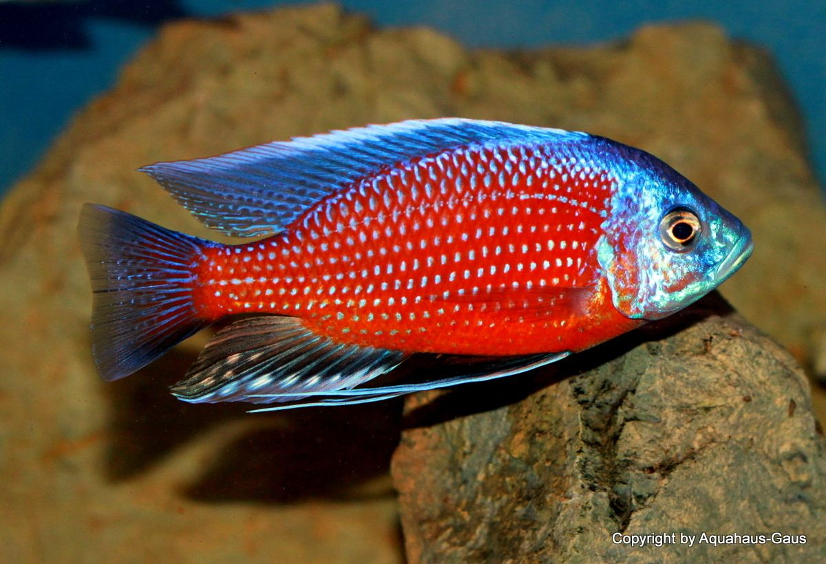 Red Fin Kadango ( Haplochromis Borleyi )