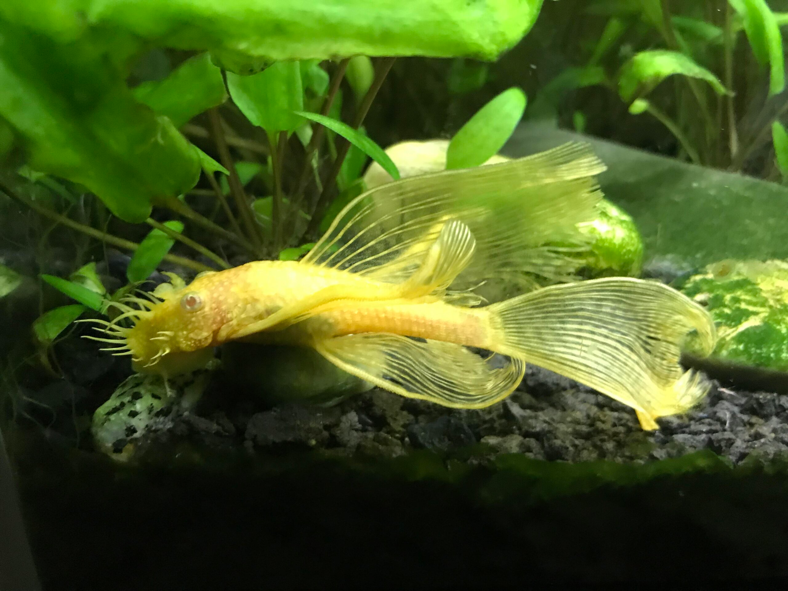 Butterfly Albino Bristlenose 3cm