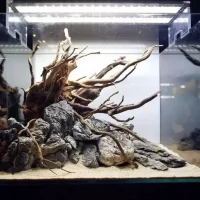 Driftwood & Roots