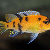 Red Zebra Cichlid, Orange 6.5cm
