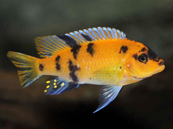 Red Zebra Cichlid, Orange 6.5cm
