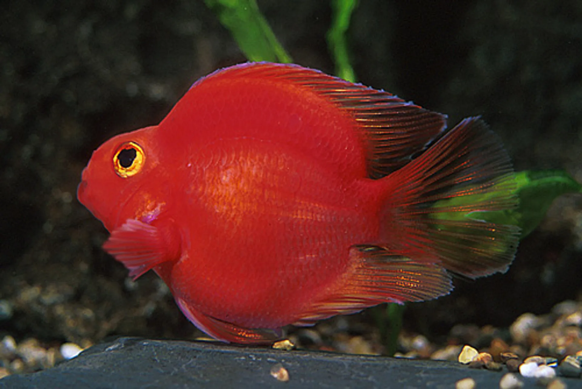 Red Parrot 7.5cm