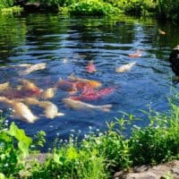 Ponds