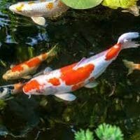 Pond Maintenance