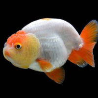 Ranchu Goldfish