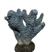 Blue Coral Decoration