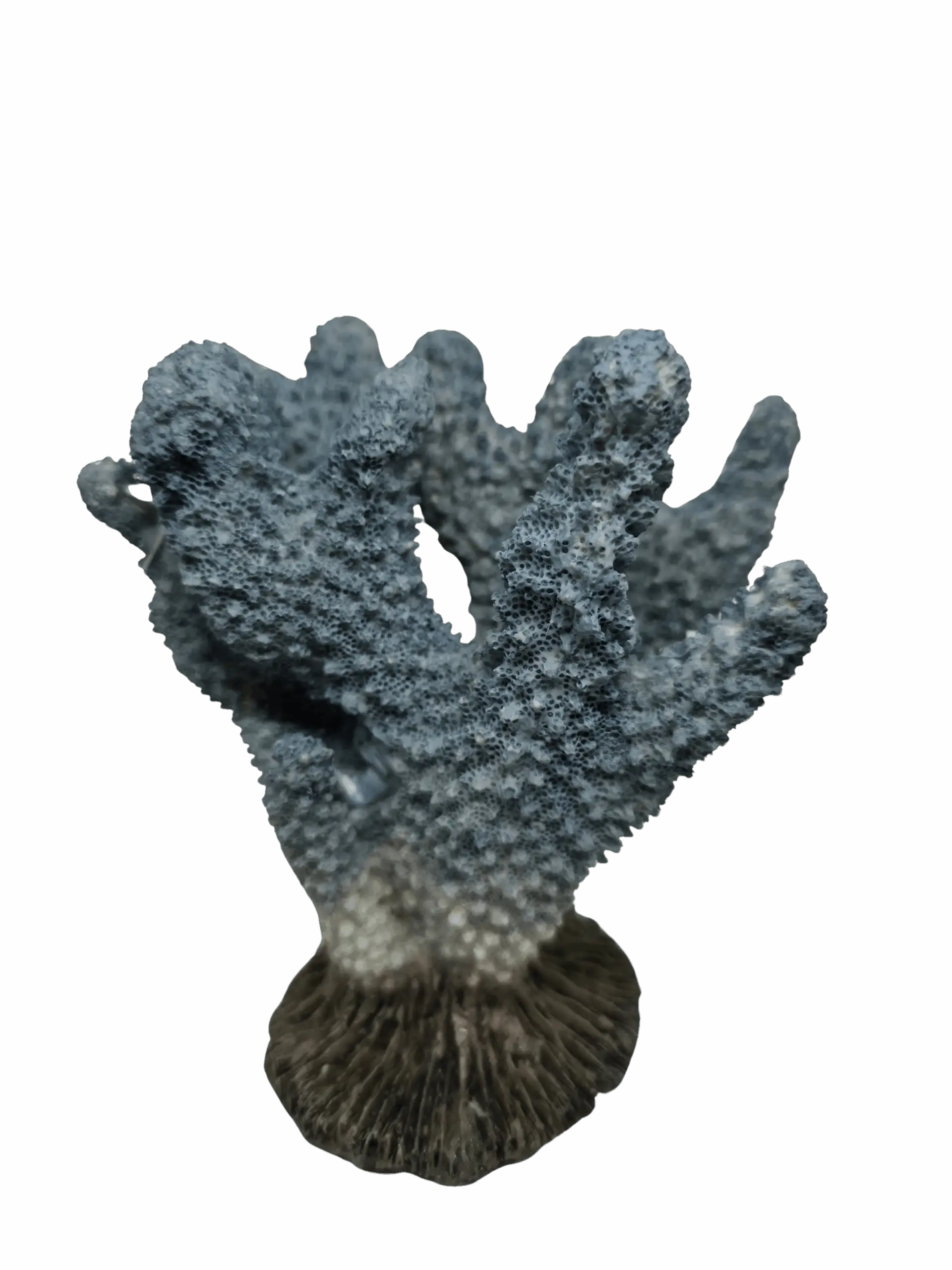 Blue Coral Decoration