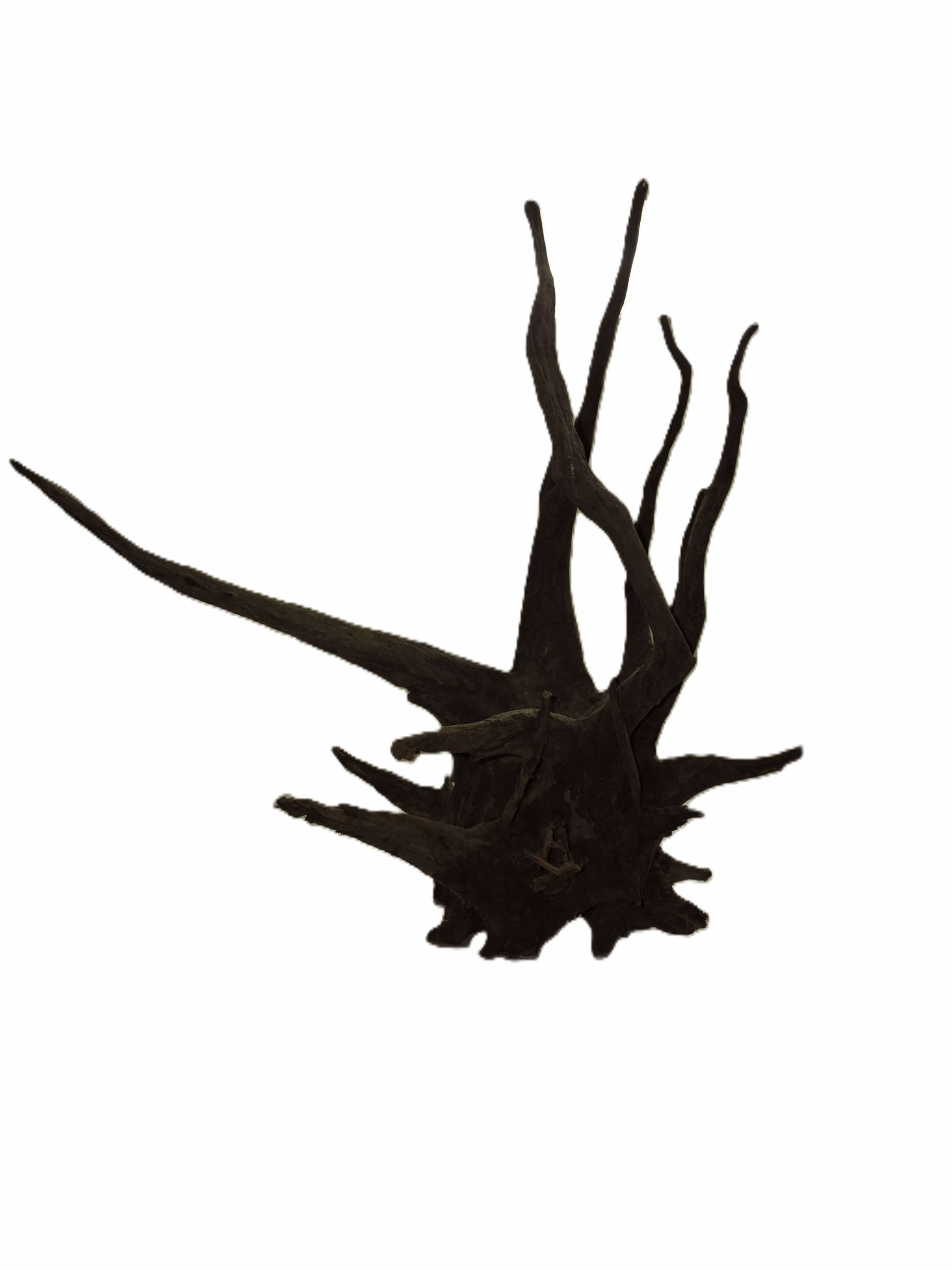 Corbo Root (XL) – 50-70 cm