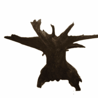 Corbo Stump (XL) – 50-60 cm