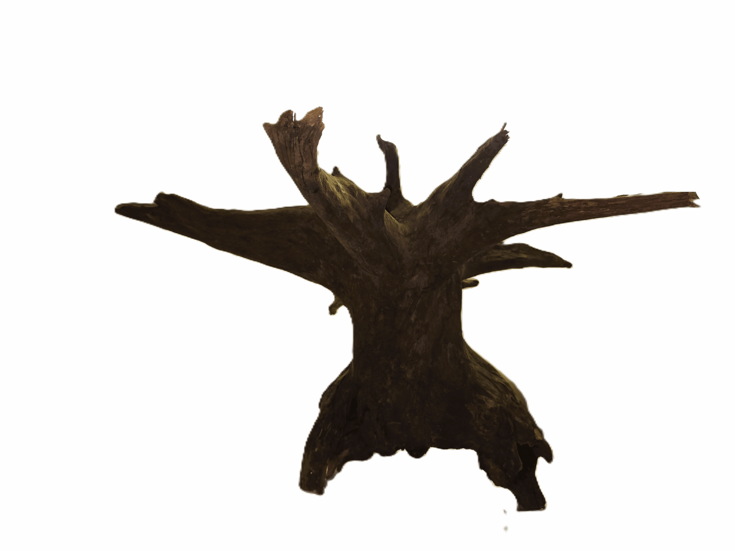 Corbo Stump (XL) – 50-60 cm