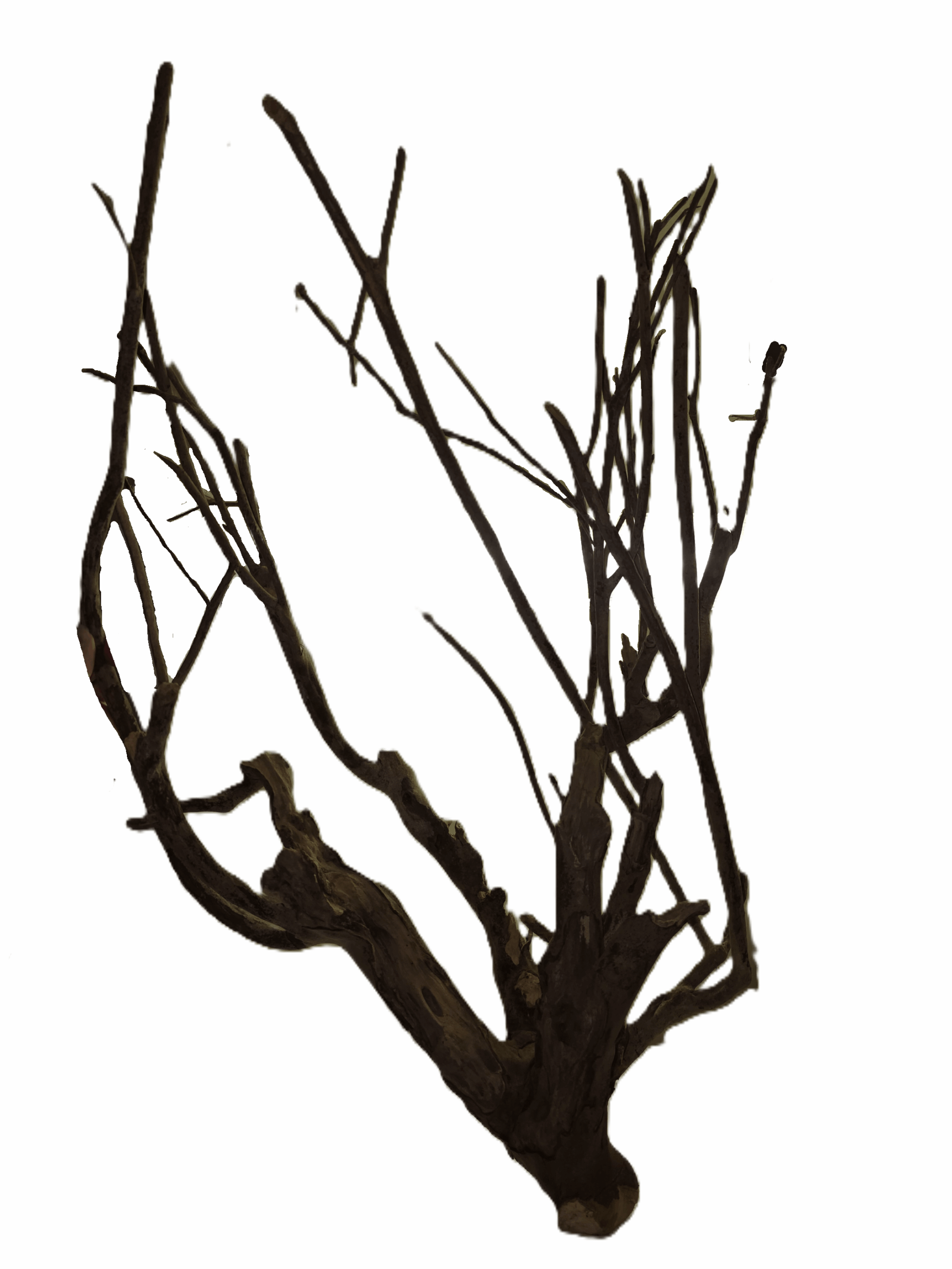 Talawa-Wood, XL,  ( 80-100 cm )
