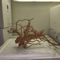 Curl Wood S  ( 30-59 cm )